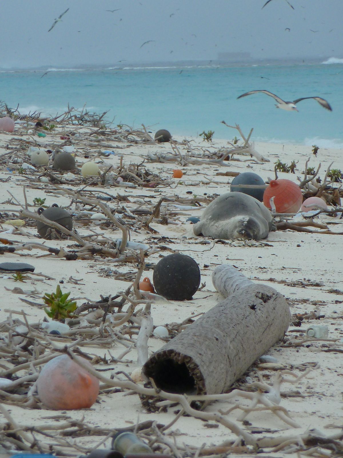 Sustainable Coastlines Hawai‘i
